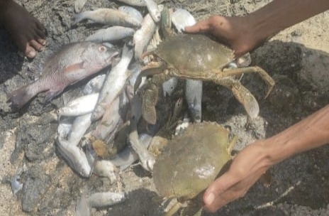 Tiga Anggota “Gacor Laut” Ditemukan Selamat Usai Menyelam, Bawa Pulang Tangkapan Melimpah