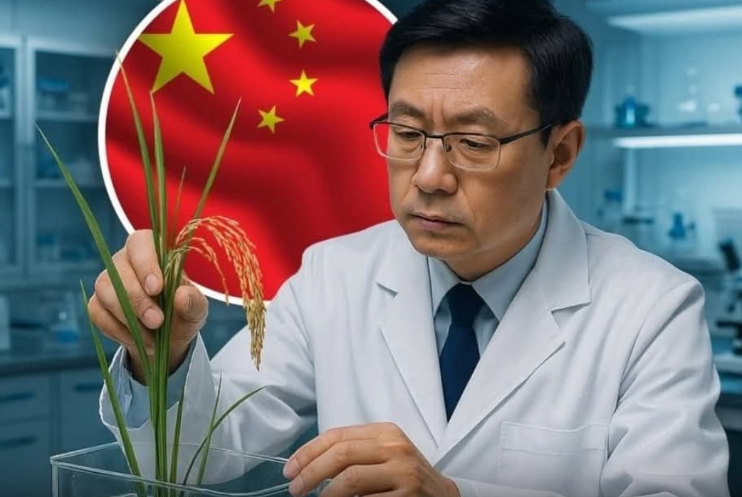 Tiongkok Kembangkan “Padi Air Laut”, Solusi Baru Hadapi Krisis Pangan Global