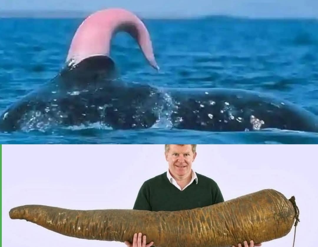 Fakta Reproduksi Paus Biru, 1.800 Liter Sperma untuk Peluang Hidup di Lautan