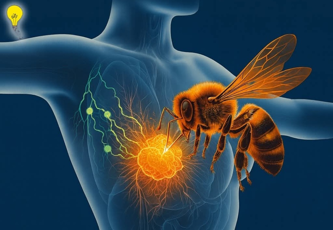 Racun Lebah Berpotensi Jadi Terobosan Pengobatan Kanker