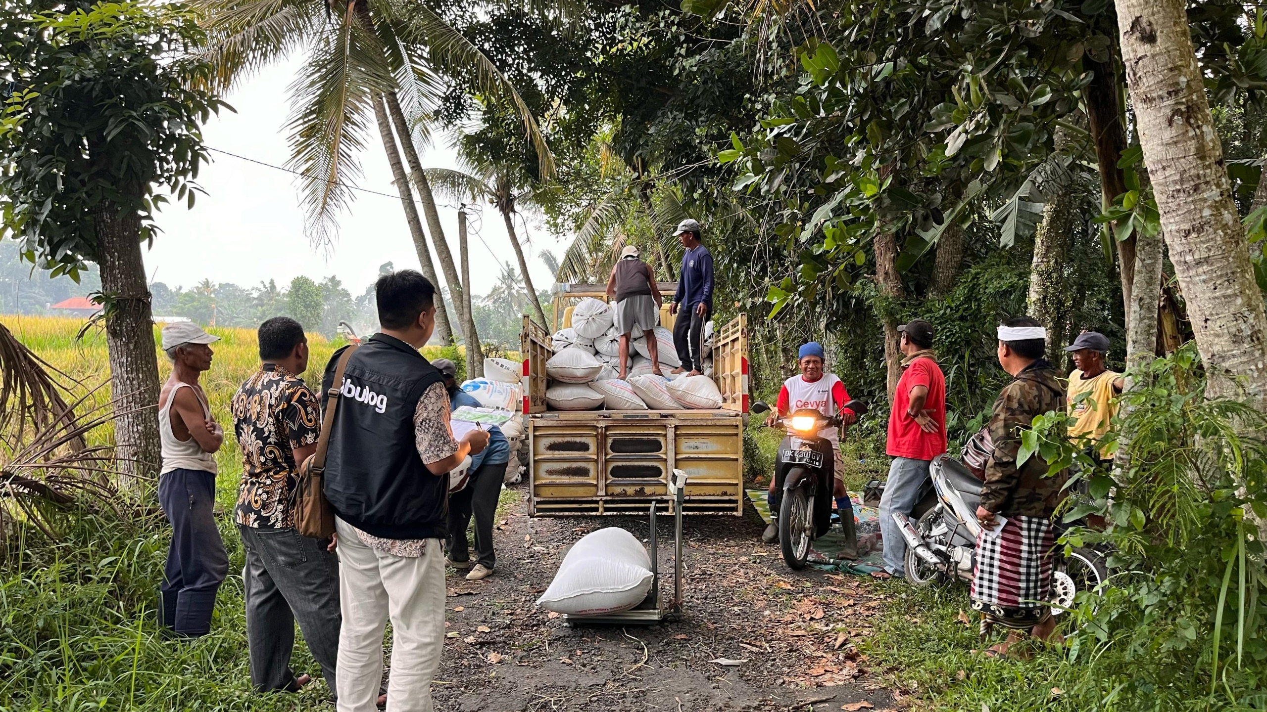 BULOG Bali Pastikan Serap Gabah Petani hingga Akhir Tahun