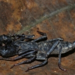 Jangan Panik! Hewan Mirip Kalajengking Ini Ternyata Sahabat Rumahmu