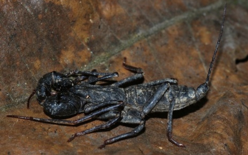 Jangan Panik! Hewan Mirip Kalajengking Ini Ternyata Sahabat Rumahmu