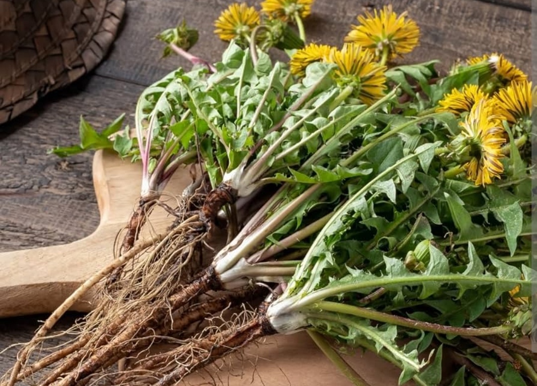 Ekstrak Akar Dandelion Terbukti Bunuh 90 Persen Sel Kanker Usus Besar Hanya dalam 48 Jam