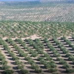 Dari Gurun Tandus Jadi Lautan Hijau, Arab Saudi Buktikan Ketekunan dan Inovasi Bisa Menumbuhkan Kehidupan