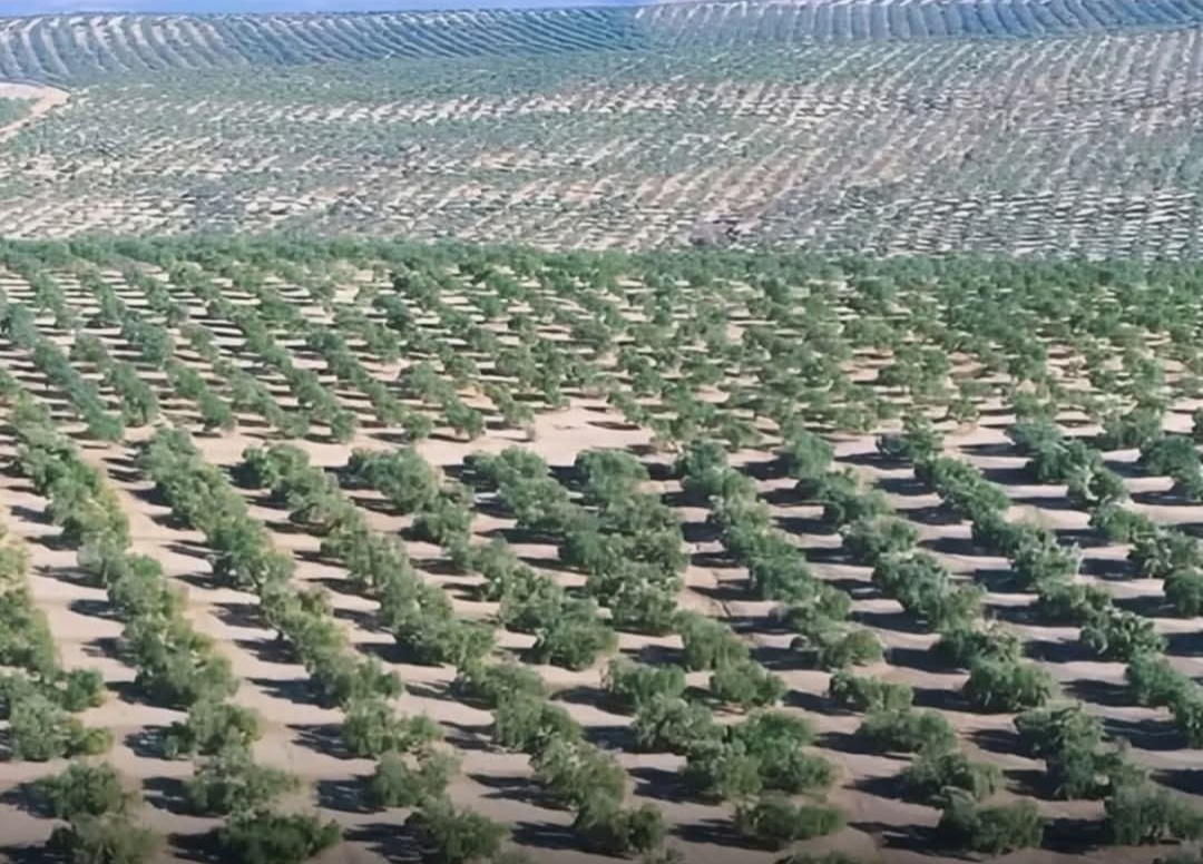 Dari Gurun Tandus Jadi Lautan Hijau, Arab Saudi Buktikan Ketekunan dan Inovasi Bisa Menumbuhkan Kehidupan