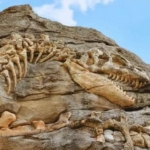 Dinosaurus Raksasa Baru Ditemukan di China, Ubah Batas Gigantisme Prasejarah