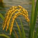 China Kembangkan “Padi Air Laut”, Terobosan yang Bisa Memberi Makan 200 Juta Orang Tambahan