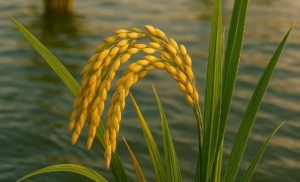 China Kembangkan “Padi Air Laut”, Terobosan yang Bisa Memberi Makan 200 Juta Orang Tambahan