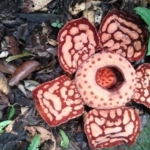 Ditemukan Setelah 13 Tahun Pencarian, Rafflesia Hasseltii Bikin Pemandu Menangis Haru di Hutan Sumbar