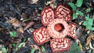 Ditemukan Setelah 13 Tahun Pencarian, Rafflesia Hasseltii Bikin Pemandu Menangis Haru di Hutan Sumbar