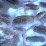 Ilmuwan Rusia Berhasil Hidupkan Kembali Cacing Berusia 42.000 Tahun