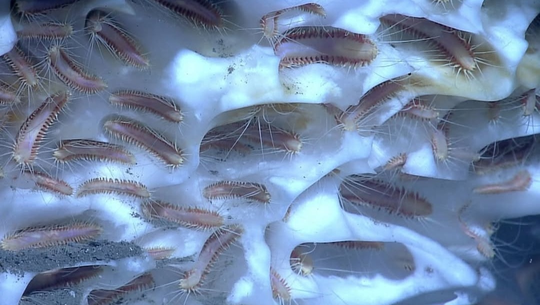 Ilmuwan Rusia Berhasil Hidupkan Kembali Cacing Berusia 42.000 Tahun