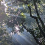 Jejak Pohon Asem di Jalanan Warisan Kolonial, Strategi, Fungsi, dan Manfaat yang Masih Terasa Hingga Kini