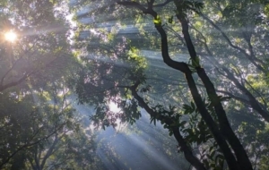 Jejak Pohon Asem di Jalanan Warisan Kolonial, Strategi, Fungsi, dan Manfaat yang Masih Terasa Hingga Kini