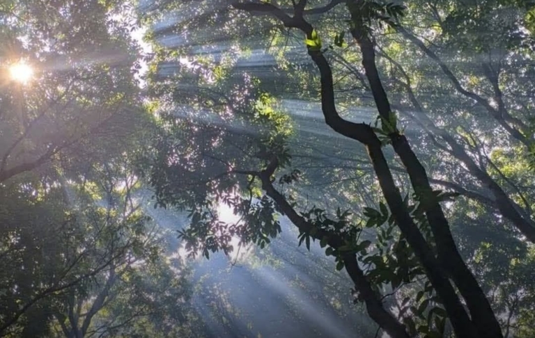 Jejak Pohon Asem di Jalanan Warisan Kolonial, Strategi, Fungsi, dan Manfaat yang Masih Terasa Hingga Kini