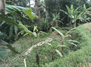 Sengketa Subak Petulu Andong, Ketika Sertifikat Negara Diuji oleh Klaim Pajak