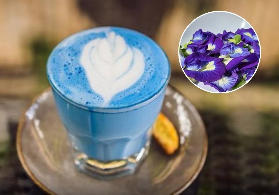 Bunga Telang, “Blue Matcha” Alami yang Memikat Mata dan Menyehatkan