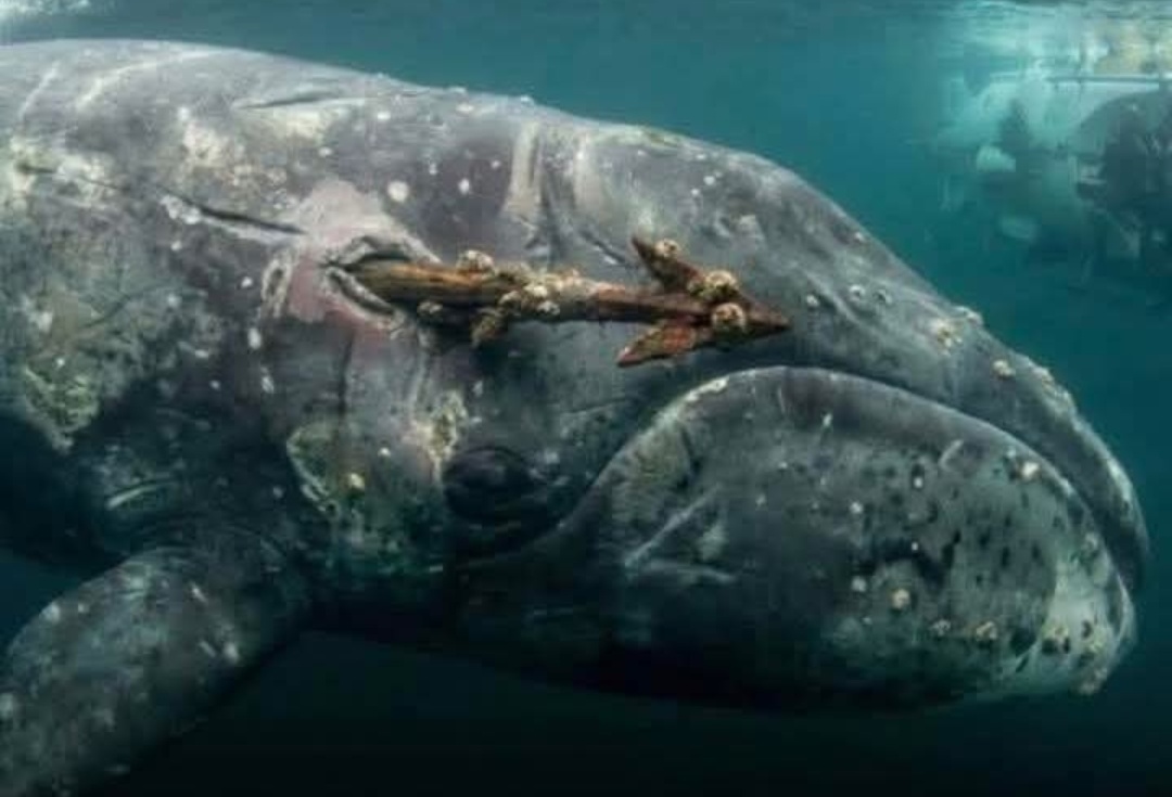 Temuan Mengejutkan di Alaska, Paus Kepala Busur Simpan Senjata Abad ke-19 di Tubuhnya