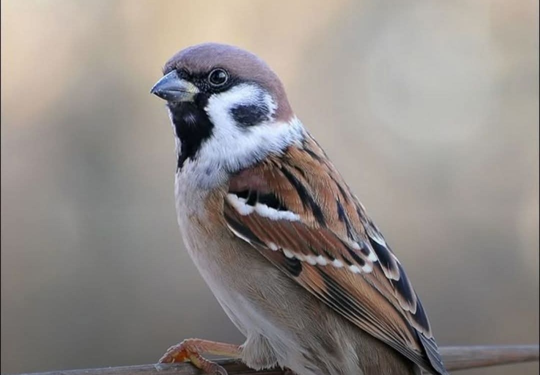 Ketika Burung Kecil Memicu Tragedi Besar, Kesalahan Fatal Mao Zedong yang Berujung Kelaparan Massal di China