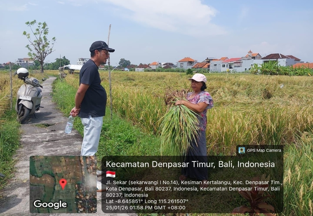 Mulai Januari 2026, BULOG Bali Siap Serap Gabah Petani
