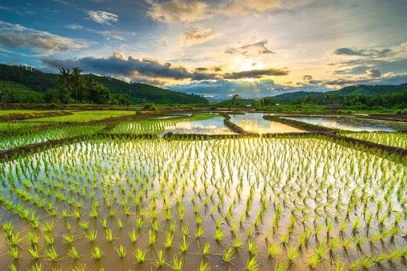 “Lantunan Pagi di Sawah Terasering”, Nyanyian Alam tentang Kesederhanaan dan Syukur ala Bali