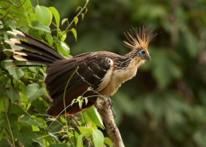“Burung Bau Neraka” dari Zaman Purba, Hoatzin! Fosil Hidup yang Mengguncang Logika Evolusi