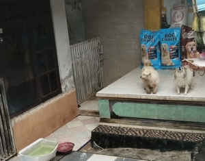 Warga Keluhkan Shelter Tampung Anjing Liar 50an Ekor, Diduga tak Miliki Izin 
