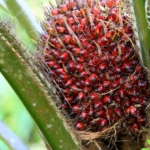 Kejagung Sita Dokumen, Usut Dugaan Korupsi Tata Kelola Sawit 2015-2024