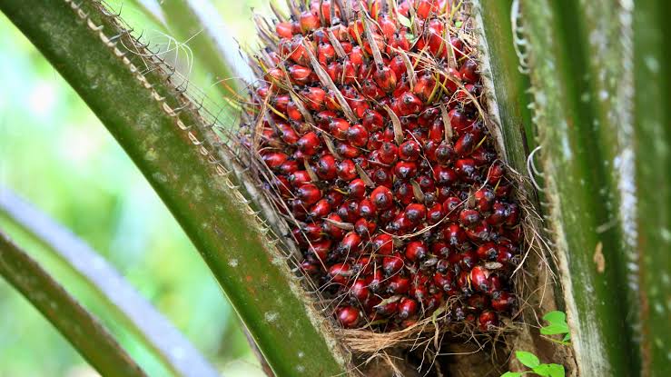 Kejagung Sita Dokumen, Usut Dugaan Korupsi Tata Kelola Sawit 2015-2024