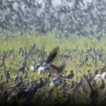 Langit Kediri Diselimuti Burung Migran Rusia, Ribuan Terik Asia Singgah di Sawah Petani