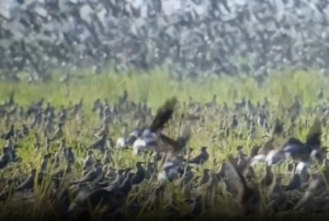 Langit Kediri Diselimuti Burung Migran Rusia, Ribuan Terik Asia Singgah di Sawah Petani