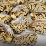 Biji Jarak di Pinggir Jalan Ternyata Menyimpan Racun Mematikan