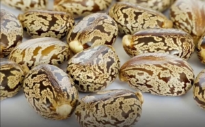 Biji Jarak di Pinggir Jalan Ternyata Menyimpan Racun Mematikan