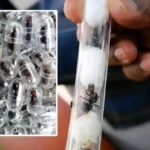 Ribuan Semut Ratu Diselundupkan ke Asia, Warga China Ditangkap di Bandara Nairobi