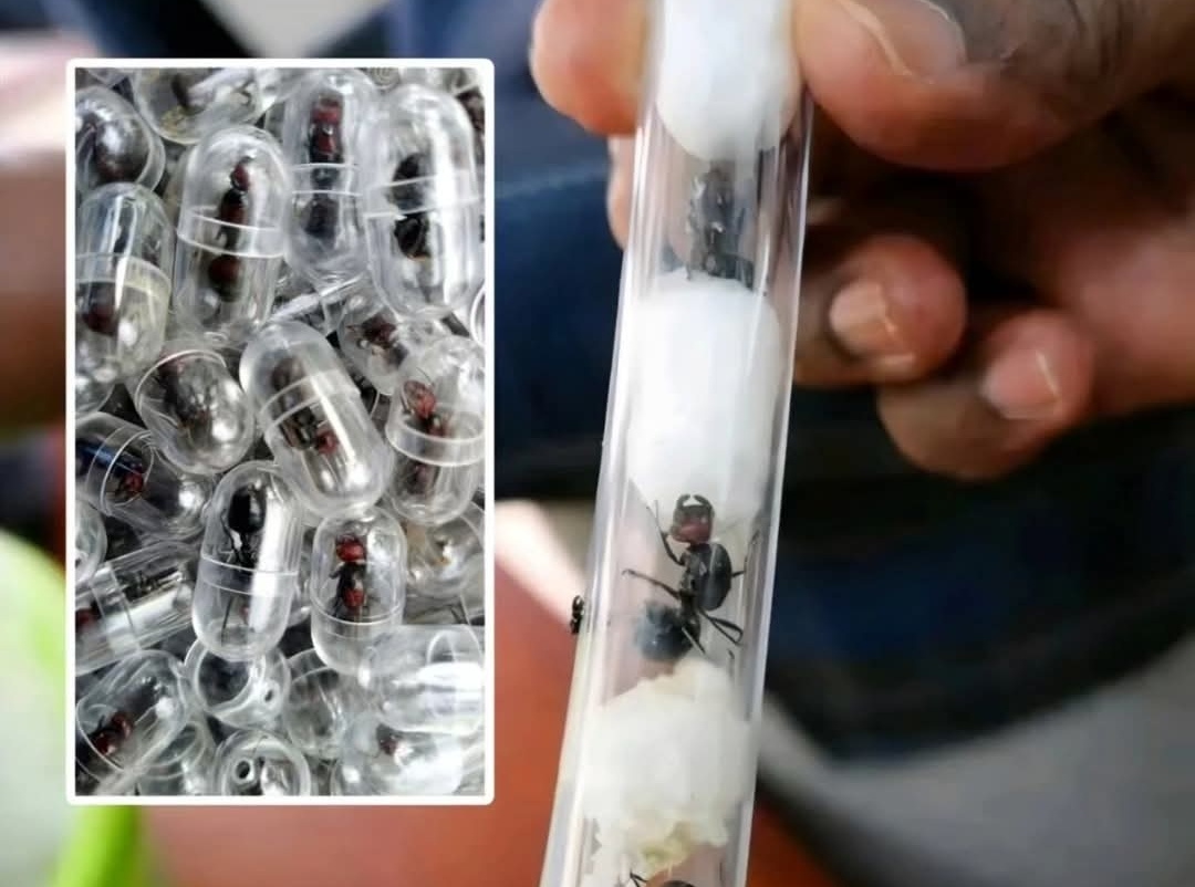 Ribuan Semut Ratu Diselundupkan ke Asia, Warga China Ditangkap di Bandara Nairobi