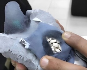 Merpati Pos Disalahgunakan, Bea Cukai Kuwait Gagalkan Penyelundupan Ratusan Pil Ekstasi