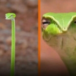 Tatapan “Menghakimi” Ular Pucuk Hijau! Strategi Bertahan yang Lebih Mengintimidasi daripada Menyerang