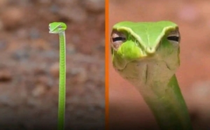 Tatapan “Menghakimi” Ular Pucuk Hijau! Strategi Bertahan yang Lebih Mengintimidasi daripada Menyerang