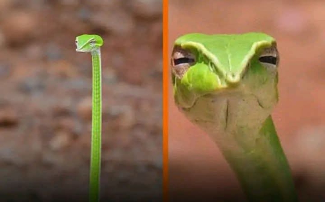 Tatapan “Menghakimi” Ular Pucuk Hijau! Strategi Bertahan yang Lebih Mengintimidasi daripada Menyerang