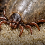 Ancaman Kecil di Alam Terbuka, Kutu Tick Berkembang Biak Cepat dan Mengintai Manusia