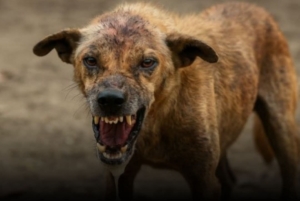 Tragis di NTT! 17 Warga Konsumsi Daging Anjing Diduga Rabies, Otoritas Kesehatan Bergerak Cepat