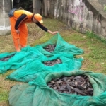 Kontroversi Pemusnahan Ikan Sapu-Sapu, MUI Soroti Etika dan Dorong Solusi Berkelanjutan