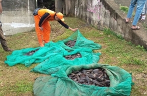 Kontroversi Pemusnahan Ikan Sapu-Sapu, MUI Soroti Etika dan Dorong Solusi Berkelanjutan