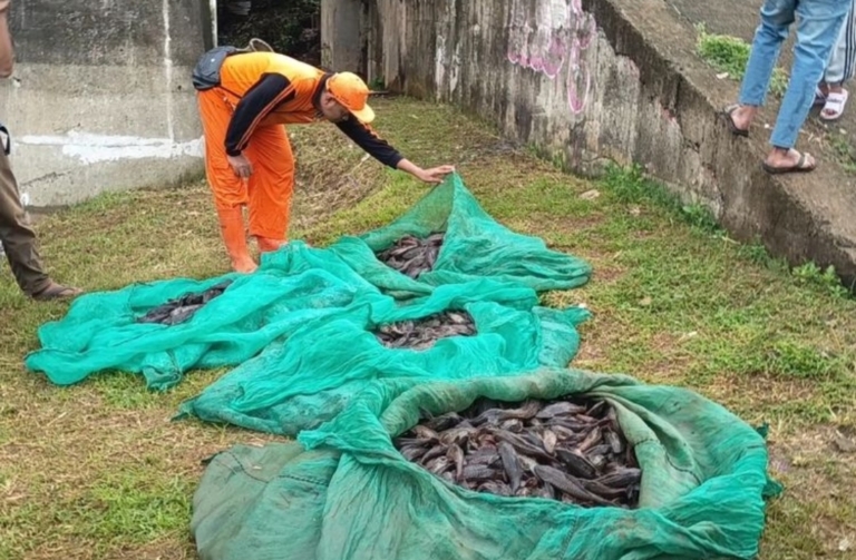 Kontroversi Pemusnahan Ikan Sapu-Sapu, MUI Soroti Etika dan Dorong Solusi Berkelanjutan