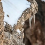 Siluman Pegunungan Tinggi, Jejak Tak Terlihat Sang Macan Tutul Salju