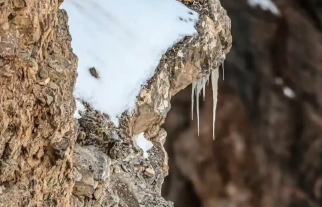 Siluman Pegunungan Tinggi, Jejak Tak Terlihat Sang Macan Tutul Salju