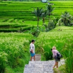 Jatiluwih Kembali Bersinar di Asia, Raih Penghargaan Internasional untuk Pariwisata Berkelanjutan