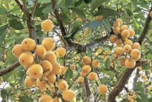 Eksotis Namun Terancam Punah, Buah Badung Khas Bali Kini Mulai Sulit Ditemukan