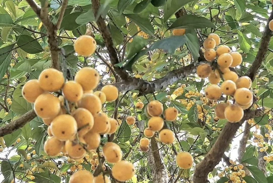 Eksotis Namun Terancam Punah, Buah Badung Khas Bali Kini Mulai Sulit Ditemukan
